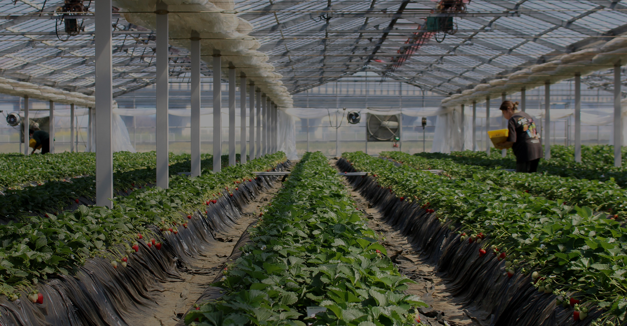 川島町から、甘みぎゅっと詰まった一粒をお届け