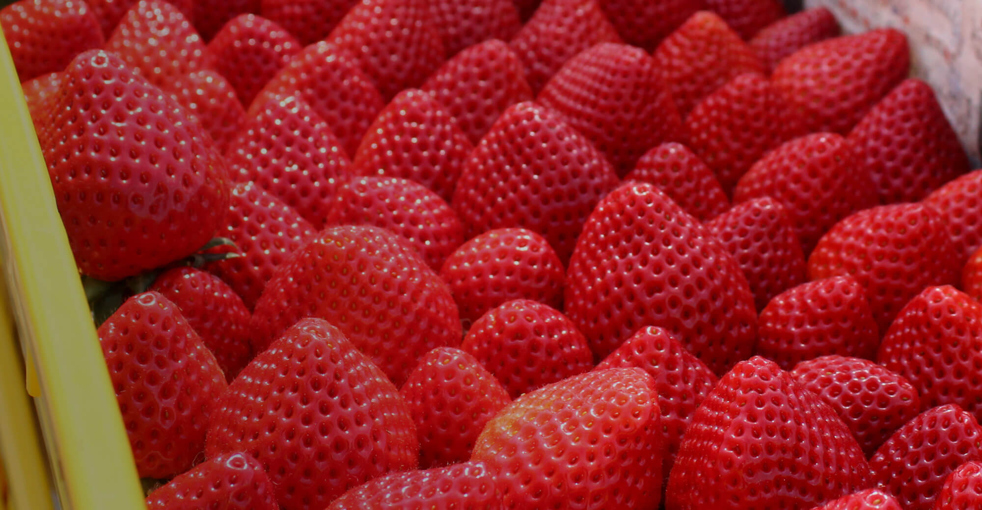 川島町から、甘みぎゅっと詰まった一粒をお届け