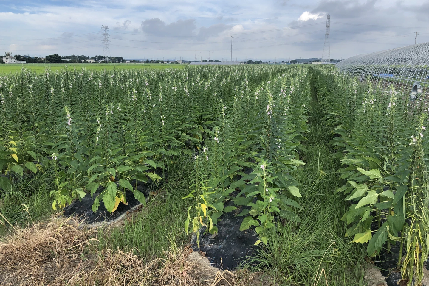 eab16037b70ed724167352bd09f2dd5501d5dbf7fb039c5a2c099d2105c4517a